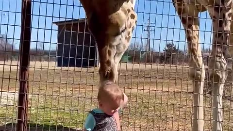 Cute Giraffe Gives Baby Smooches!