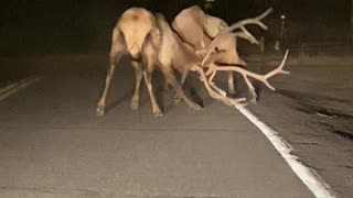 Two Aggressive Elk Tangle Antlers