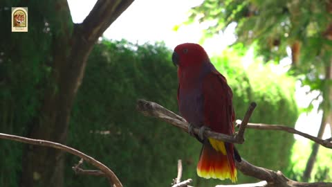 Parakeet Bird on a Tree Branch