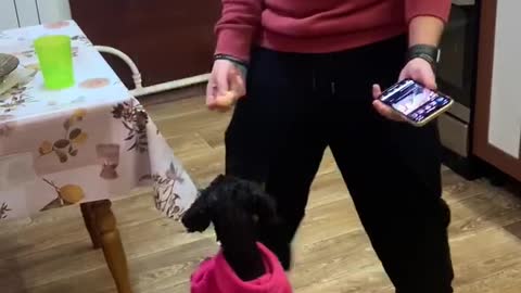 Doggy Dances Along With Its Person