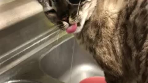 The Bangal cat is drinking sink water