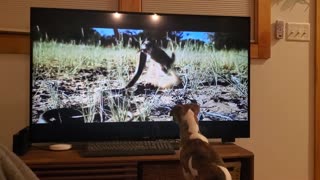 My Dog Watching Meerkats on TV