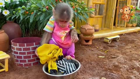 the latest funny videos of monkeys, cats and dogs, monkey children playing with ducklings