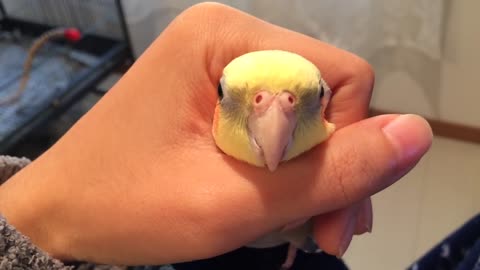 Benjamin being a birb