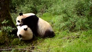 First-Ever Recording Of Wild Giant Panda Twins