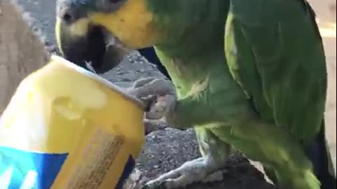alcoholic parrot