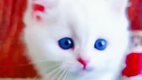 ❤️❤️❤️Cats Funny video and cute cats animals❤️❤️❤️