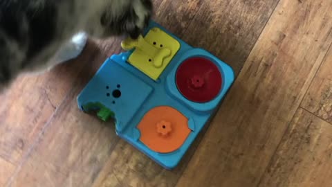 Aussie puppy solves puzzle