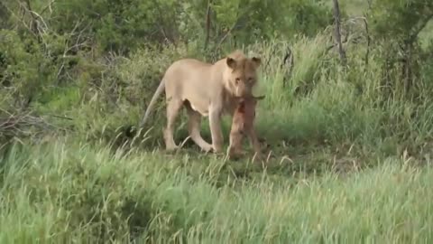 Lioness Protects a Baby Antelope