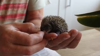 Hedgie the baby hedgehog eating cat food