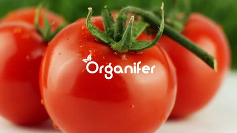 Tomato Seed Pack – 13 Varieties • Organifer