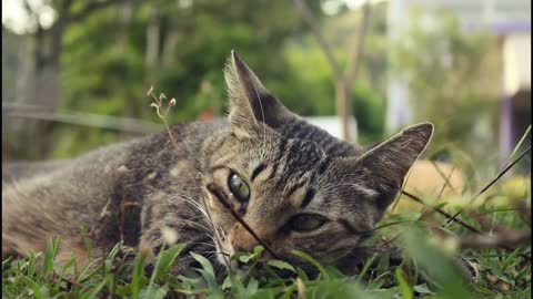 Small cat in forest