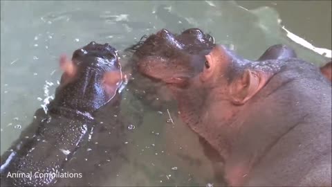 Adorable Fun Loving Baby Hippo swimming with Mum