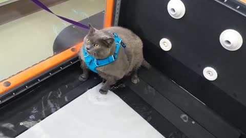 Cinderblock's first time on the treadmill trying to lose weight