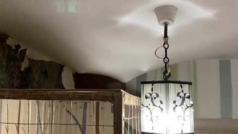 Raccoon Sneaks Around in Ceiling