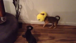 Confused dog runs around with head stuck in toy