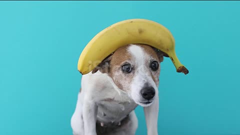 Jack Russell dog balances the head of a banana and drops a fruit. a stranger