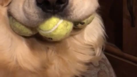 Dog's Mouth Stuffed with Tennis Balls