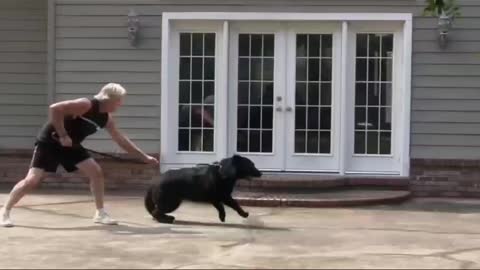 Dog trainings