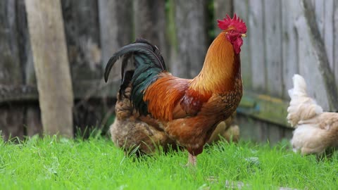 Cock chicken village farm farm