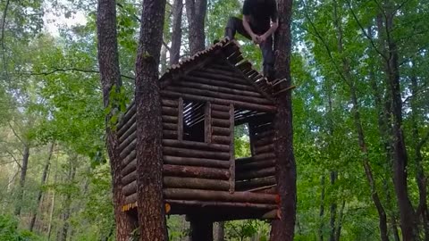 Building a shelter in the mountains for the night #wildernessbuilding #wildbuilding #shelter