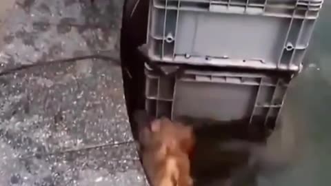 Doggy played 'true friendship' by saving the cat's life.
