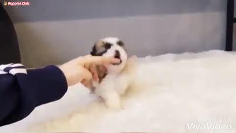 Adorable Shih Tzu Puppy Fun 🥰