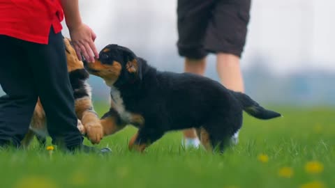 Cute Puppies Running And Playing Baby Dogs