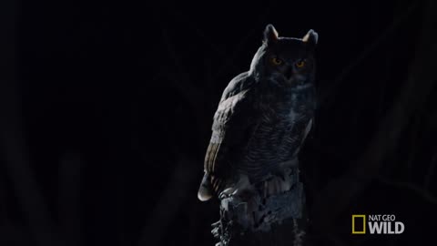 Great Horned Owl on the Hunt / Nat Geo Wild