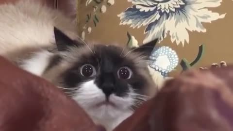 Gato en modo ataque muestra una expresión facial realmente graciosa