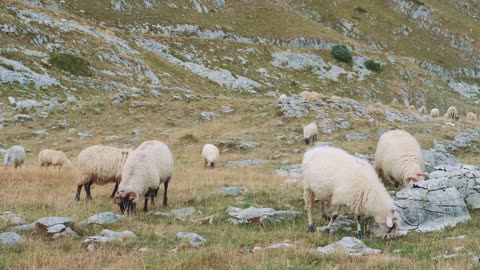 Sheep grazing in the rocky mountains