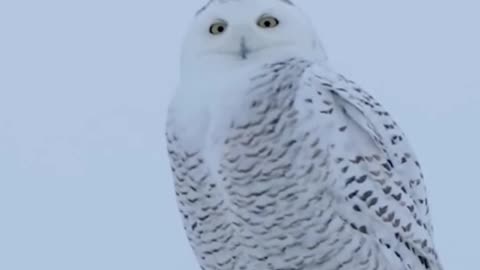 Meet the Snowy owl | The Cute Owl species