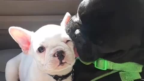 French Bulldog Completely Licks Puppy's Entire Face Clean