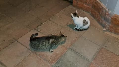 Hungry Street Cats were my guest. I fed the cats.