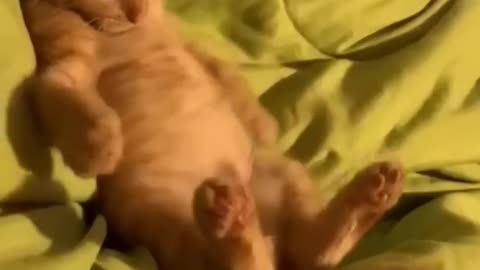 Cats Being Cats #funnycats #laughoutloud #catvideos