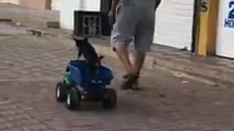 Graban a un hombre que tiraba misteriosamente de un camión de juguete con un pequeño perrito (2)