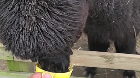 Black alpaca