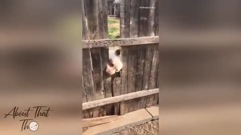 Hungry dog eats fence