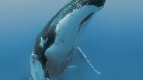 humpback whale