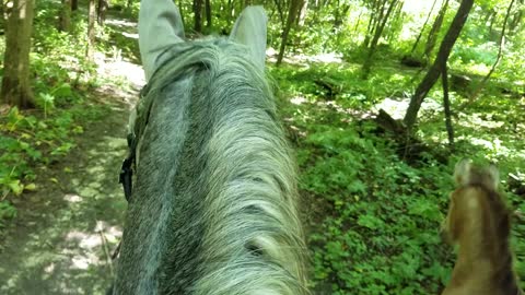 Foal going out in trail ride with Momma and brother