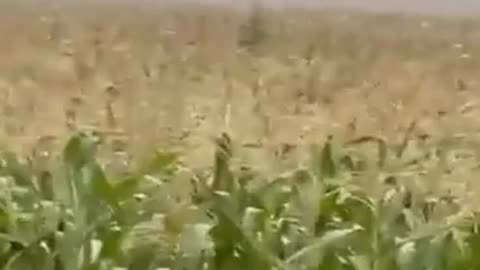 Millions of locusts have descended on farmlands in Krasnodar region.