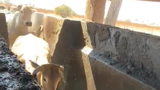 Zimbabwean Farm Cows Love a Good Swim