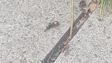 3 Ants Caught Carrying a Dead Wasp
