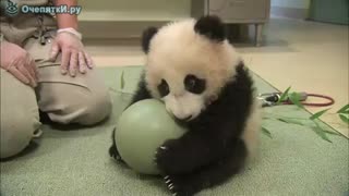 Cute panda bear