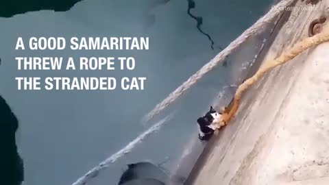 cat’s rope of hope