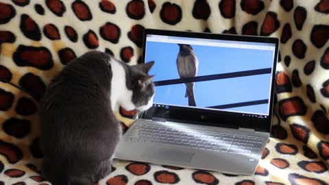 Cats hunt birds on computer