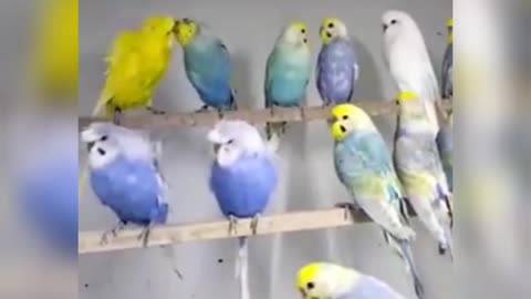 Do you Like Them | Rainbow Budgie / Rainbow Parakeet birds gang