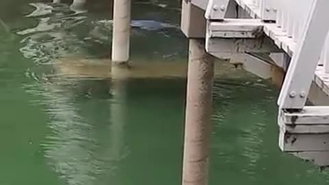 Mermaid swimming under a bridge