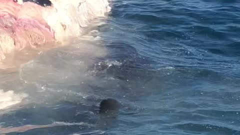 Sharks Feast on Whale