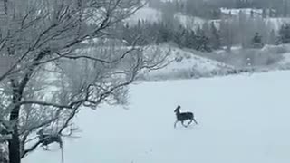 Santa's Reindeer hopping through the yard